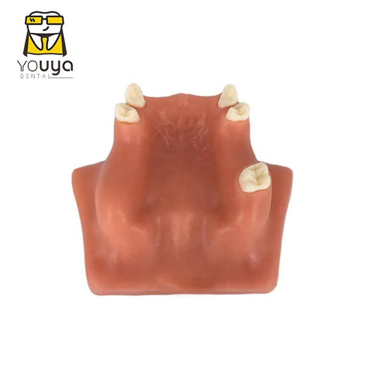 Dental sinus lift training model With soft gum,dental training model ,dental implant model