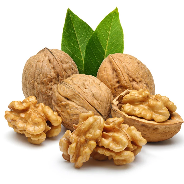 Wholesale low price fresh nutritious nutritious walnut with large kernel and thin shell