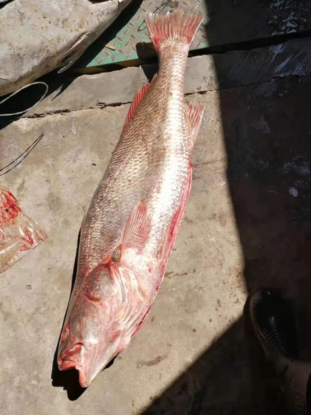 Frozen Brown Croaker Fish  Good Sale Indonesia Origin Seafood