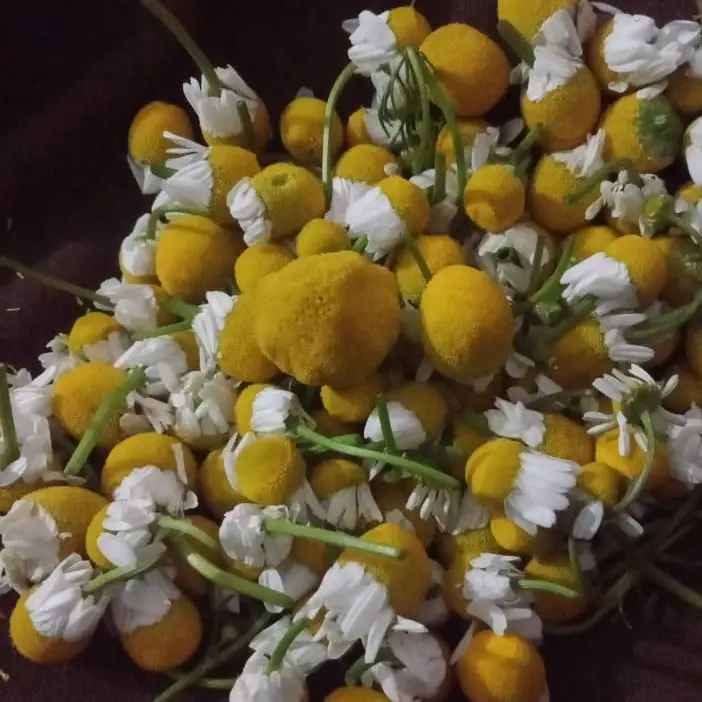 Высококачественные ингредиенты засушенный цветок хризантемы ромашка чай с ромашкой для расслабления и процветания желудка