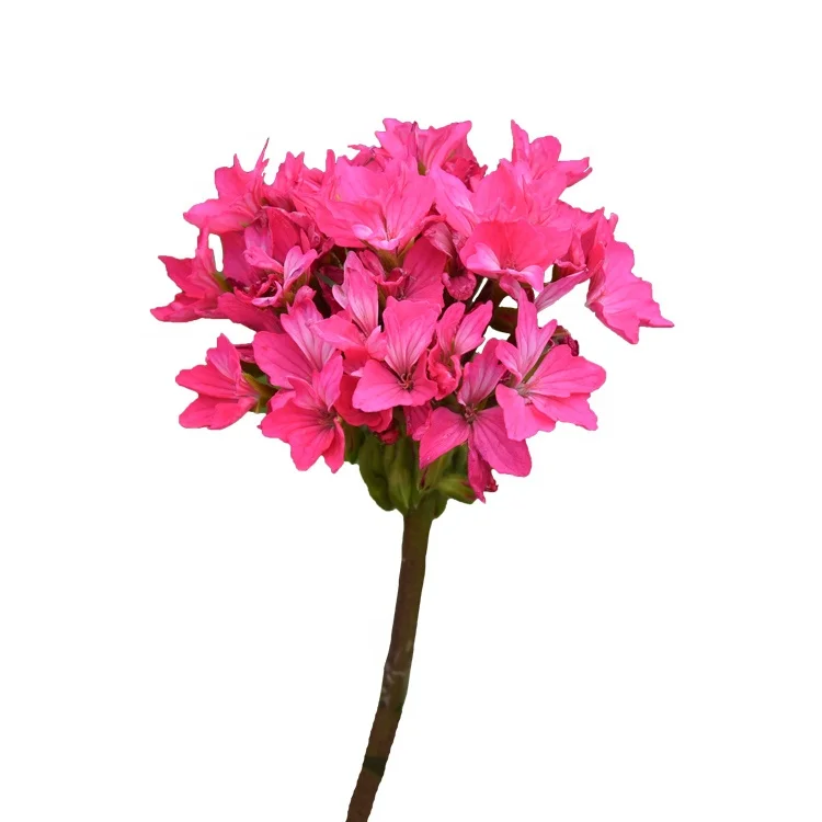 
Bulk flower seeds garden geranium seeds 