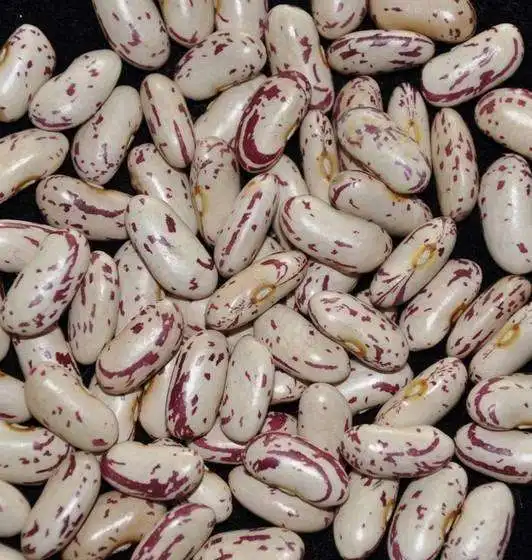 
2021 crop light speckled kidney beans long shape,YiAn origin(792) 