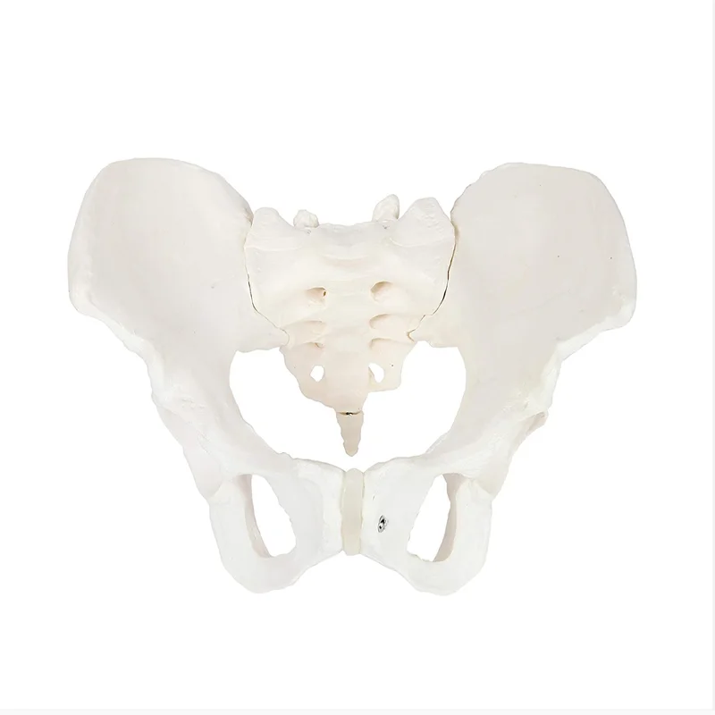 Medical Anatomy Teaching Used PVC Human Skeleton Model Male Pelvis Model