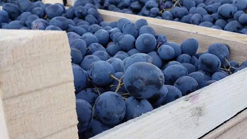 High quality fresh purple grapes