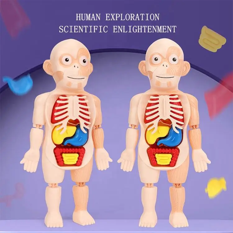 Body Human Anatomy Organs Model Toys Educational Children Early Education Learning Diy Assembled Toy for Kids