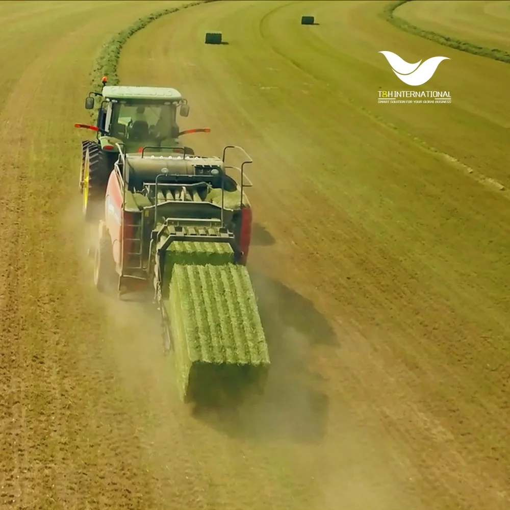 
big bales small bales Premium alfalfa hay for sale 