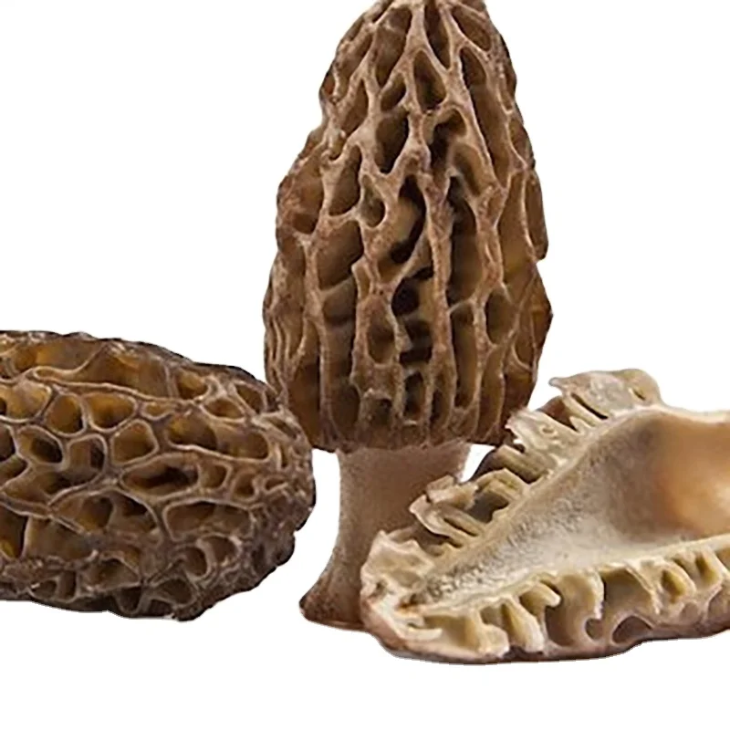 
Morels morchella conica esculenta mushroom organic morel 