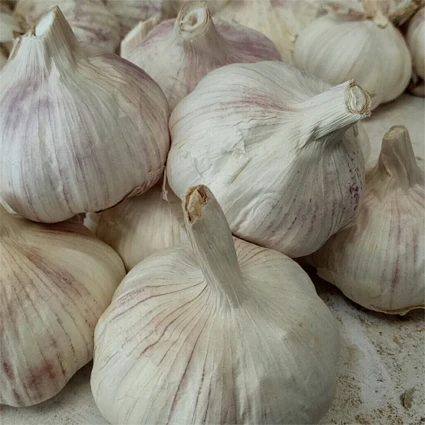 
2020 wholesale cheapest price china garlic 