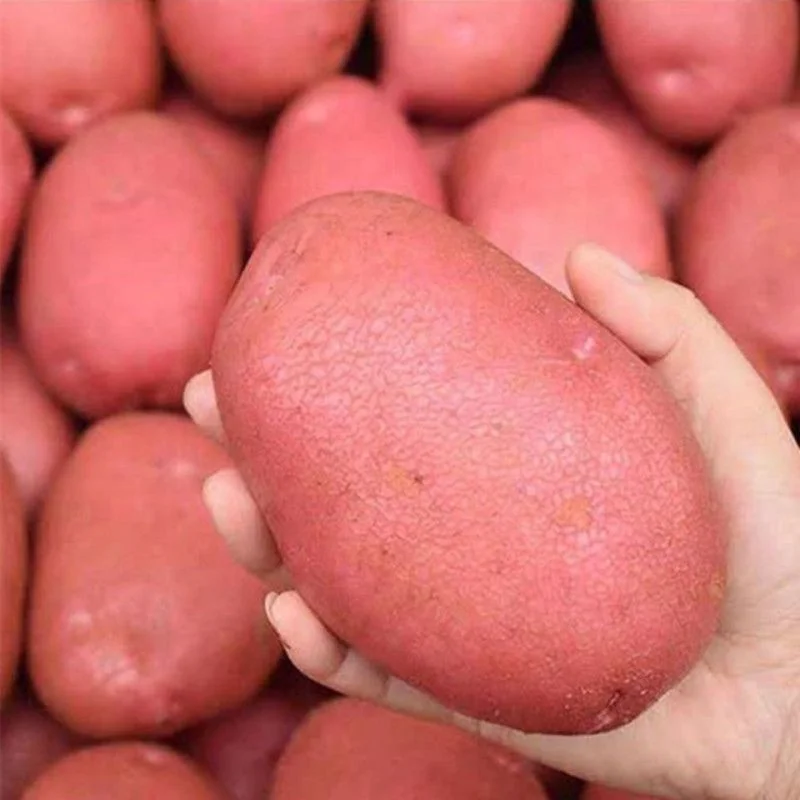 Yunnan Red Skin Yellow Heart Potatoes Wholesale Plateau Potatoes Fresh Vegetables Big Potatoes Origin direct supply