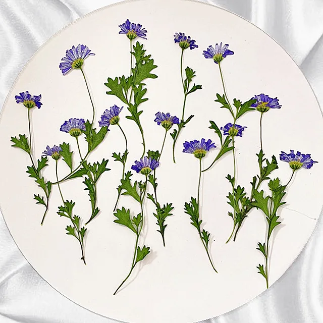 Natural Ma Lan flower Pressed Flower Bookmark Card Phone Case Candle Jewelry Nail Art DIY Decoration