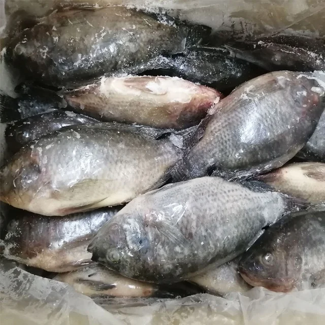 Supplier Wholesale Seafood Price Per Kg Whole Frozen Black Round Tilapia Fish WR fresh frozen Black Tilapia  800-1000g