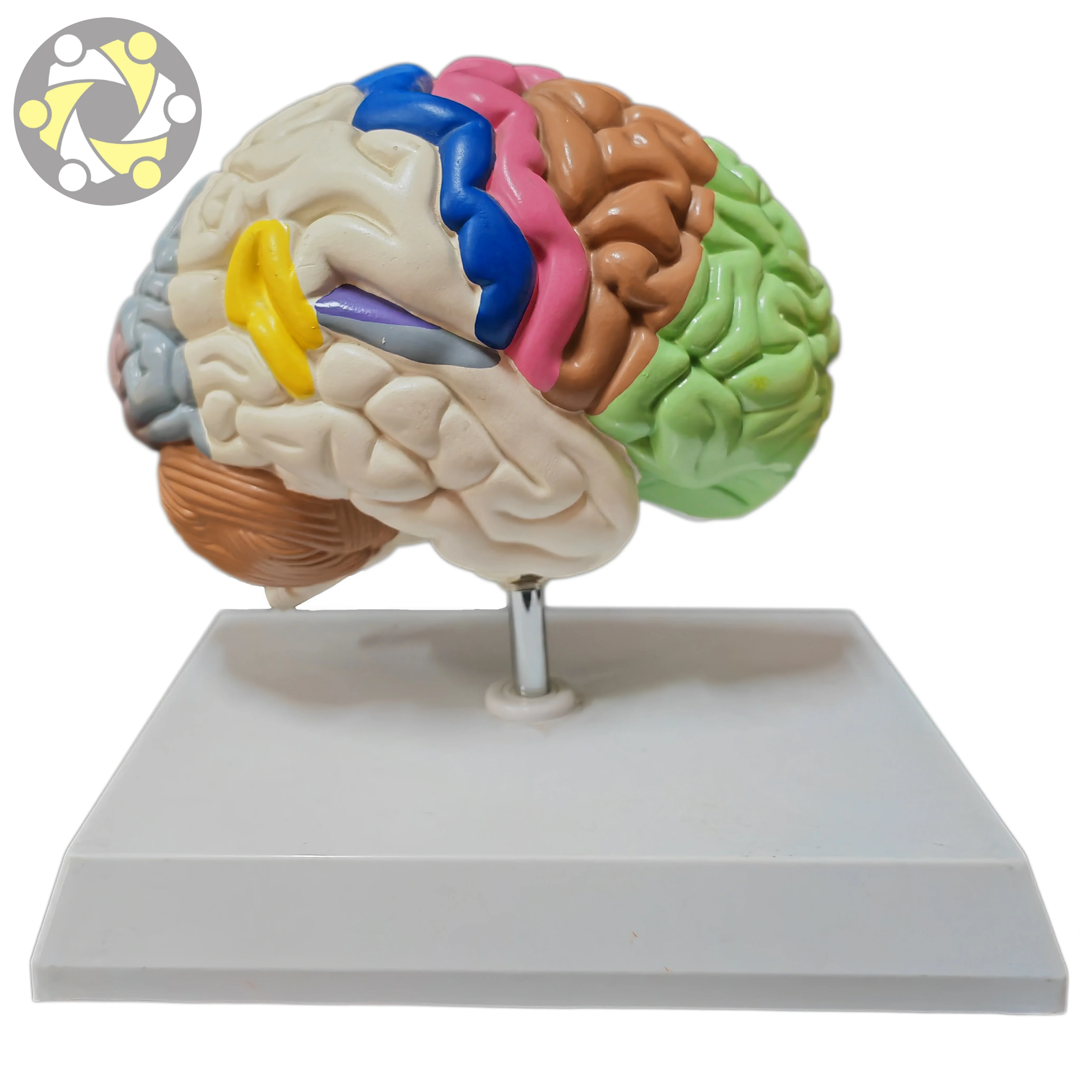 Medical Science Human half brain functional area anatomical model for teaching