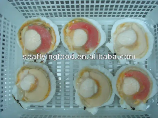 Wholesale Seafood Half Shell Scallop Frozen Sea Scallop