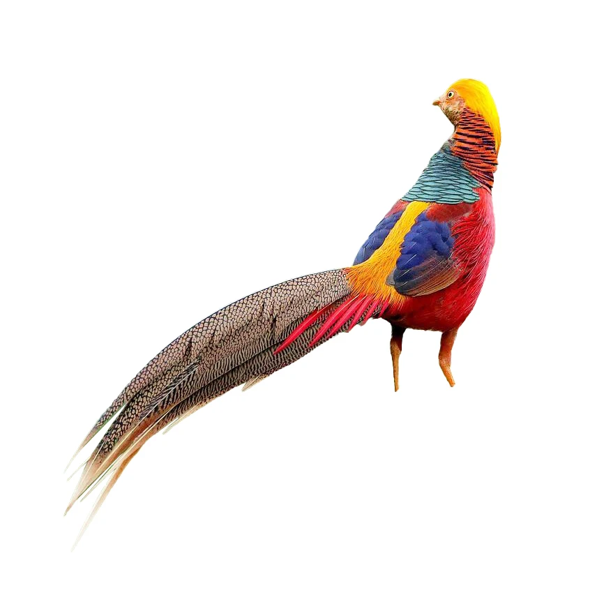 
China endemic red pheasant feathers nature color golden pheasant feathers fly tying feathers 