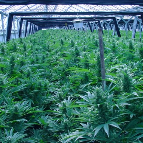 
Commercial greenhouse cost fully blackout film covered greenhouse for herb planting 