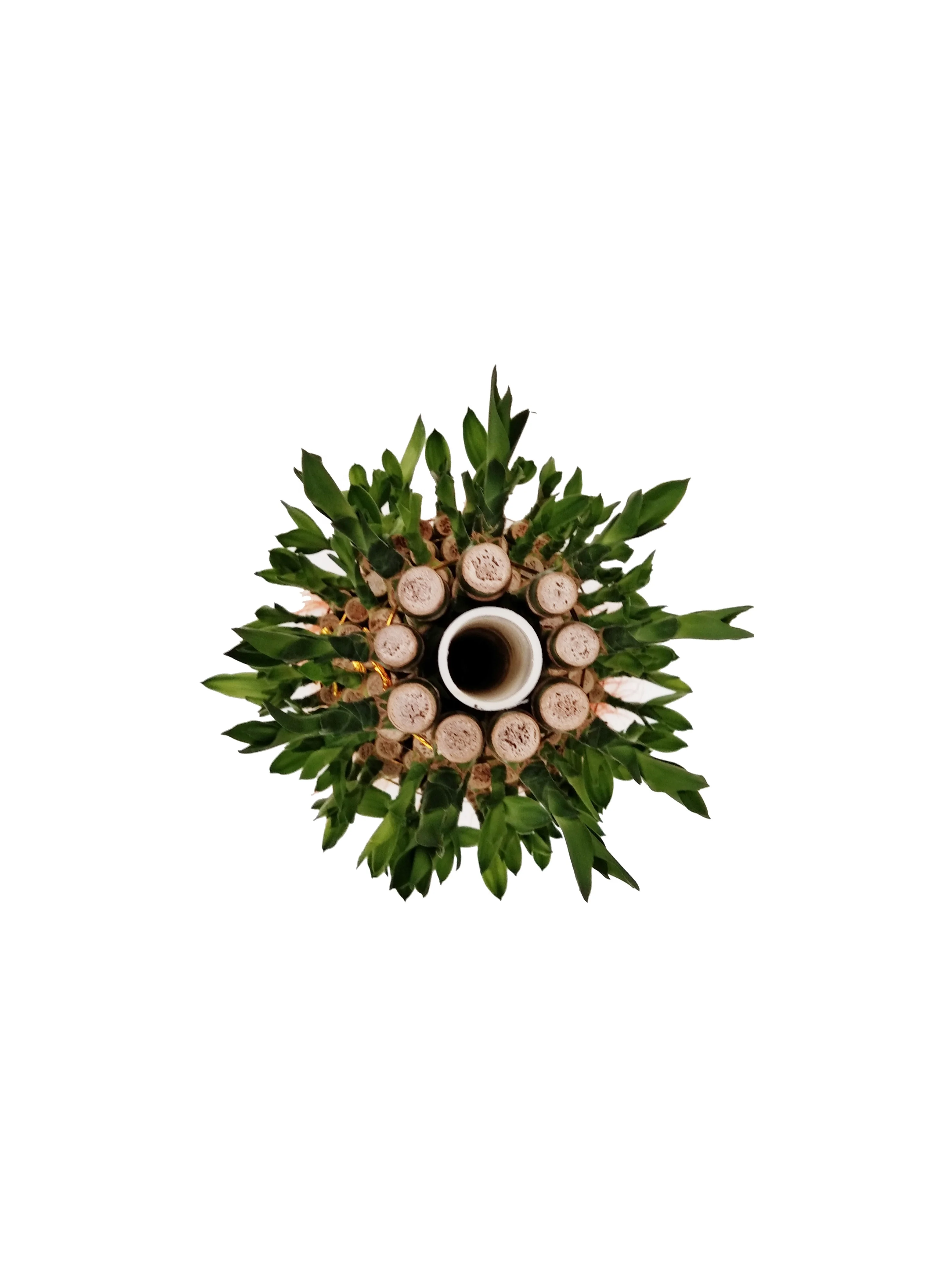 Indoor layer Bamboo Factory Lucky Bamboo tower dracaena sanderiana  Plant Zhanjiang