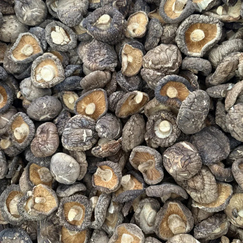 Pure Natural Premium Quality Freeze Dried Mushroom & Truffles Wild Shiitake Mushroom Dried