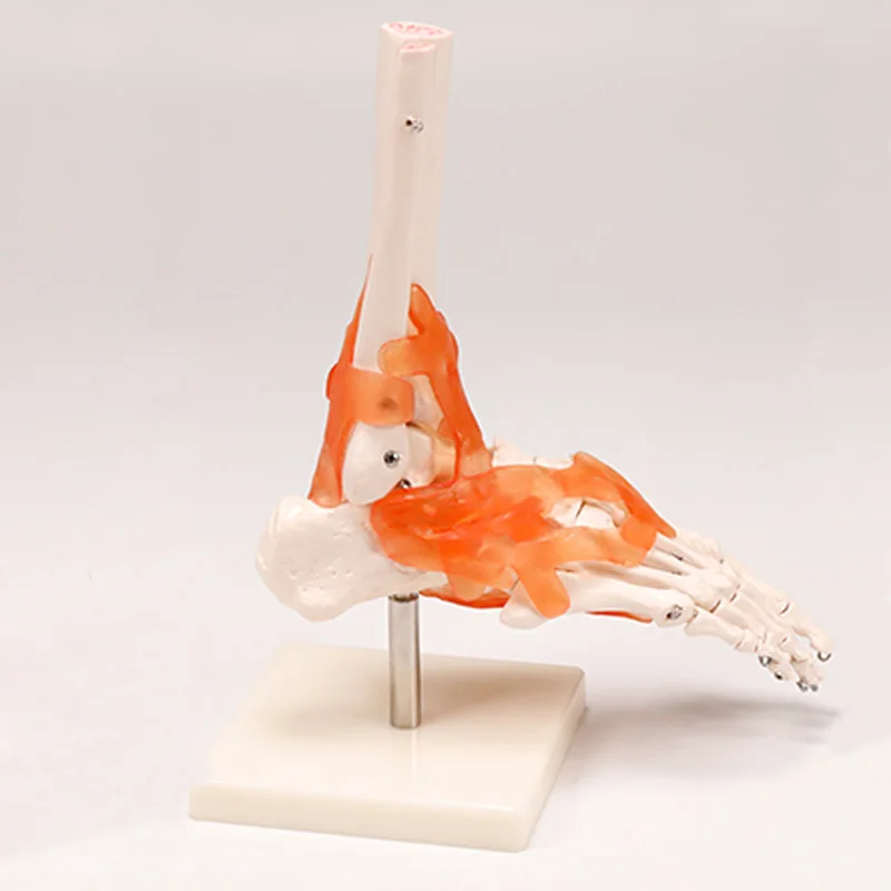 BIX-A1028 High quality medical anatomical foot joint model with ligament Life-size Human Foot Joint Model with ligaments