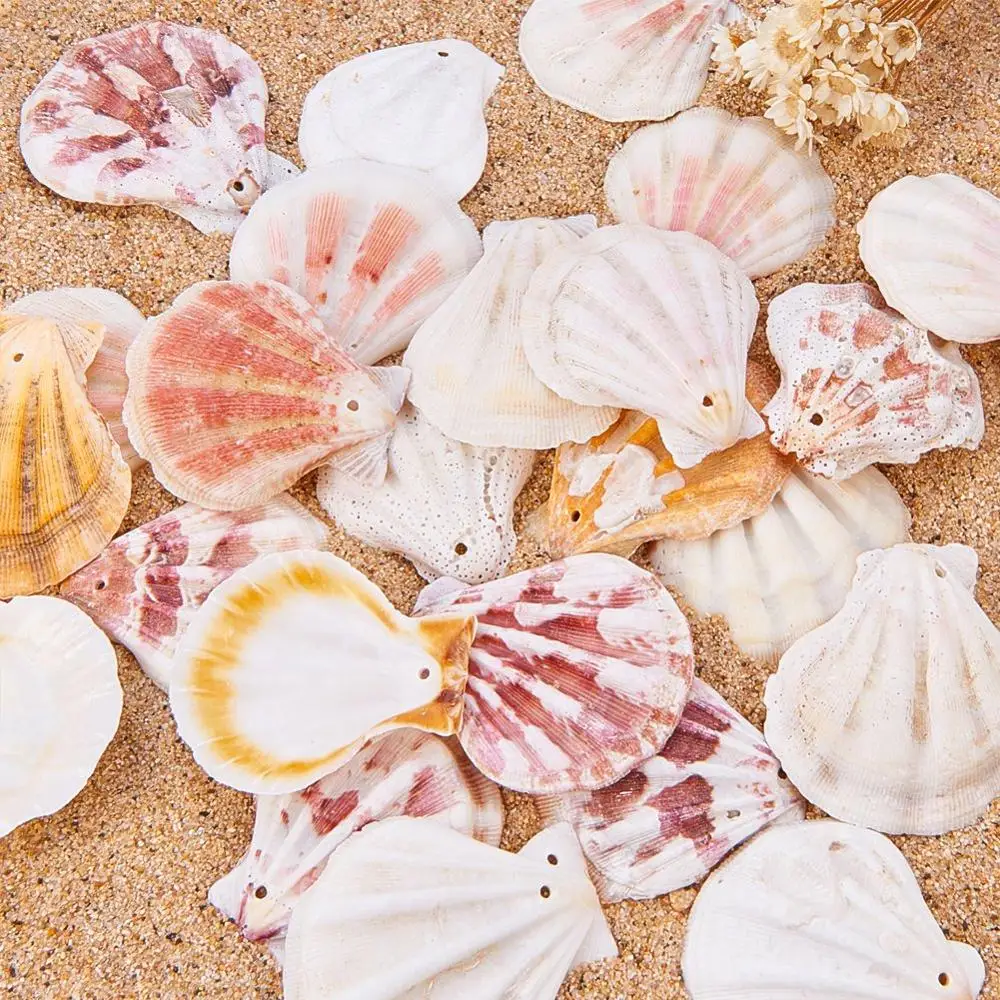 Bulk Price DIY Natural Scallop Shells With A Hole  For Home Decor DIY Jewelry Making