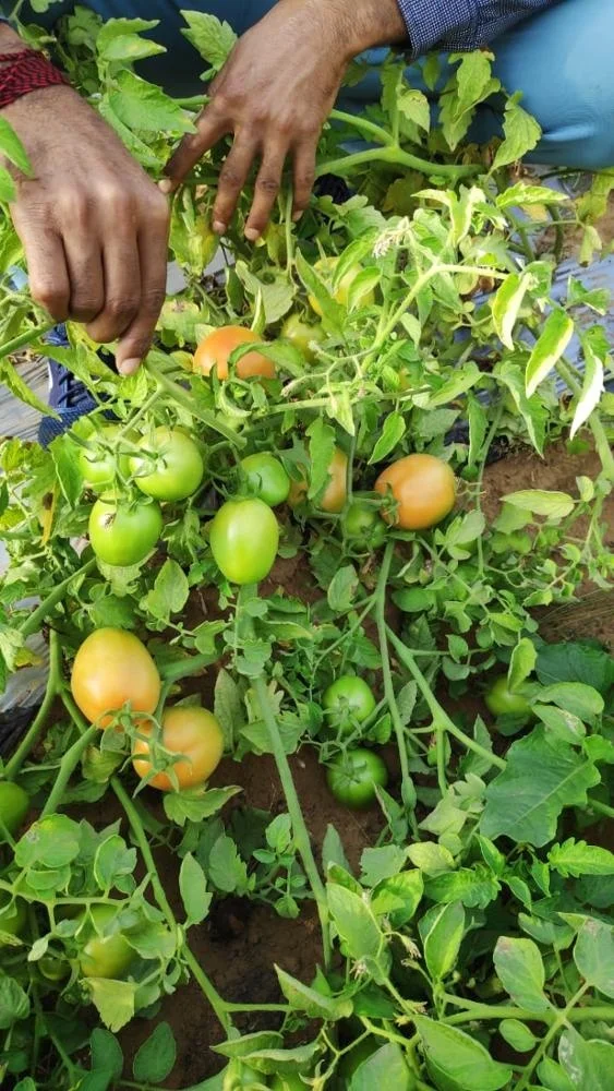 Lerica F1 Hybrid Tomato Seeds