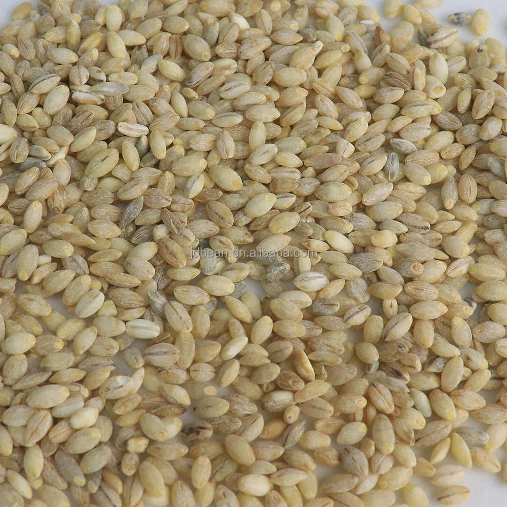 Wholesale Low Fat High Protein Qinghai Origin Qingke Hordeum Vulgare Highland Barley Green Barley Grain