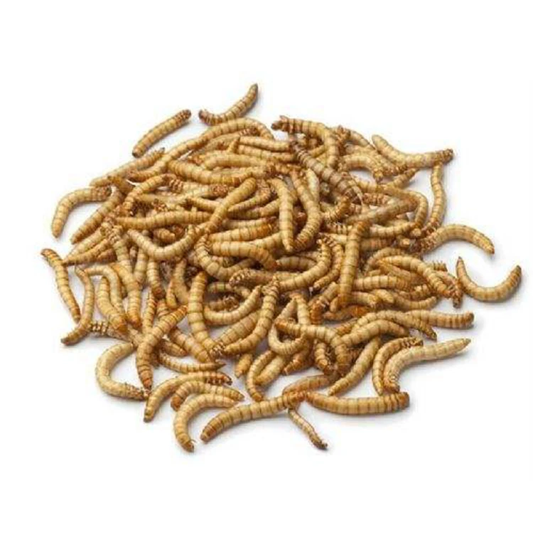 High protein natural domesticated canned mealworm worm