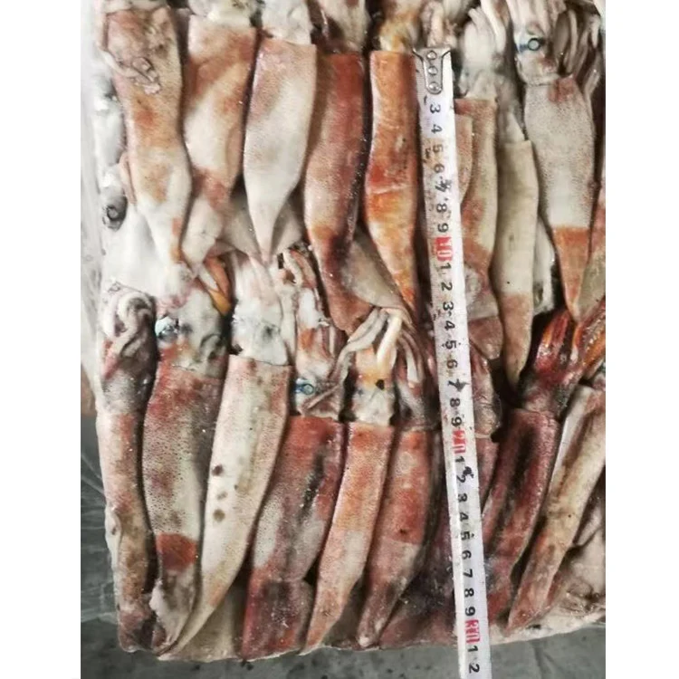 SANFENG SEAFOOD Best Price Whole Round Frozen Africa Squid