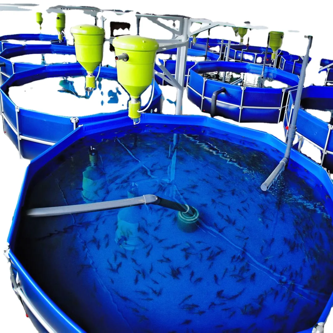 Factory direct sale Tilapia  indoor fish farming recirculating aquaculture system ras