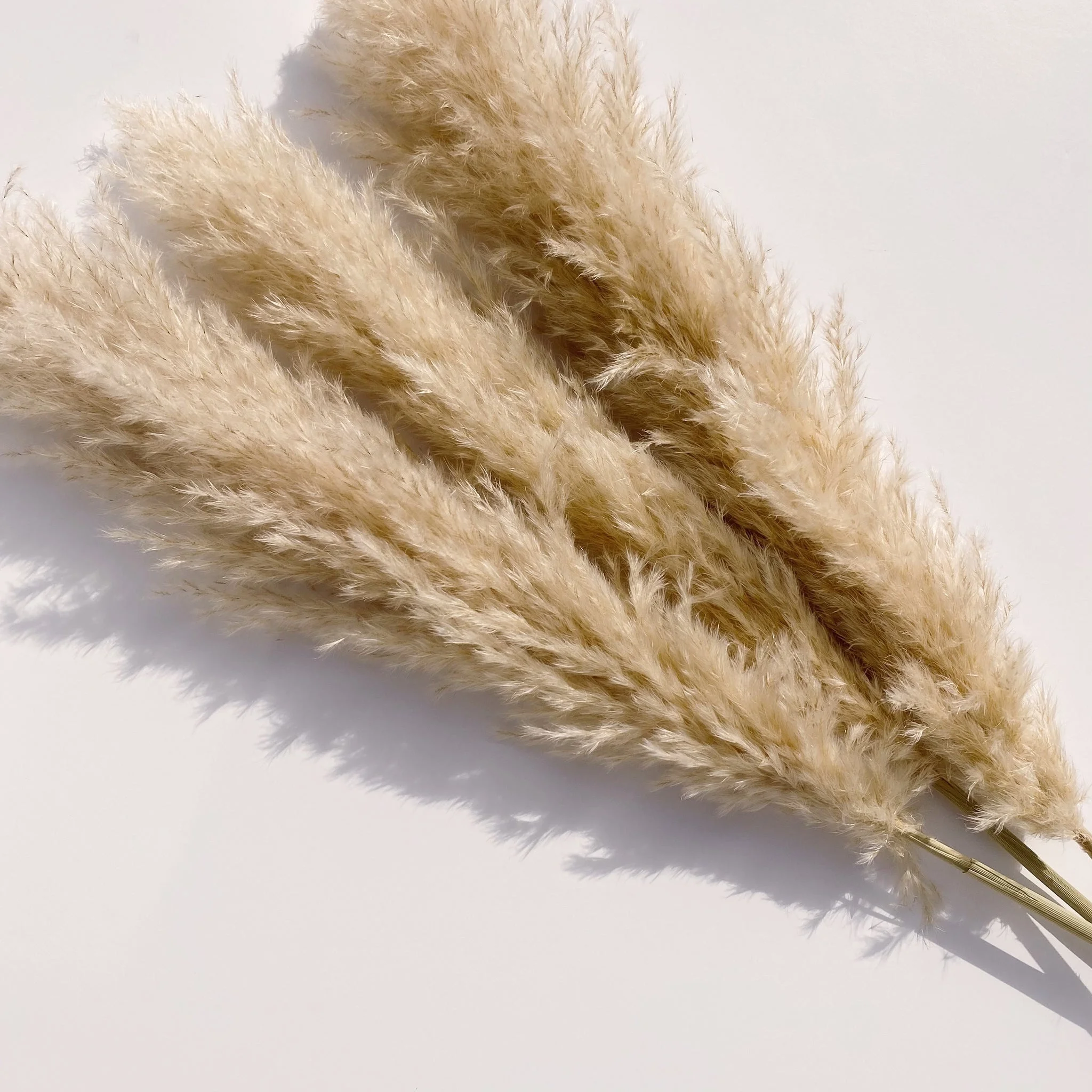 Factory Pampas White Color Wedding Flower Arrangements Home Decor Dried Natural Small Big Large Pampas Grass