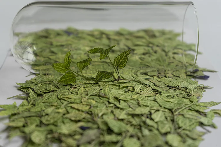 Butterfly Lotus Leaf Scrapbooking Epoxy Resin Natural Plant Eco-friendly Real Pressed Flower