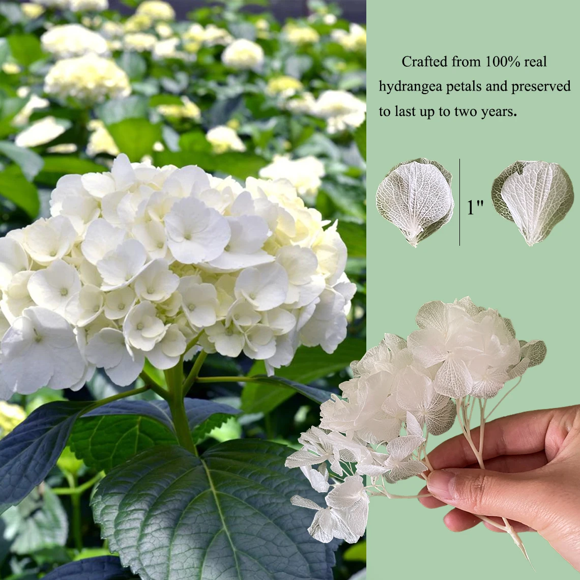 100% Natural Biodegradable Wedding Confetti Dried Flowers Confetti Dried Rose Petals For Bathing Spa Whitening Shower