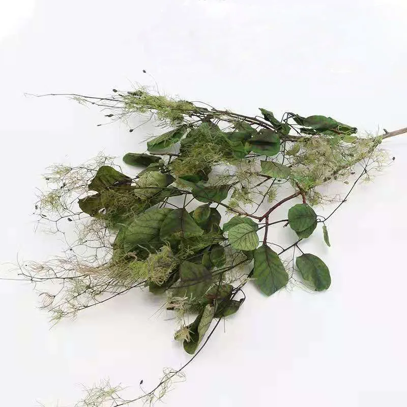 Decorative Dreamy Preserved Plants Flowers& Wreaths Smoke Bush for Wedding Flowers Bouquet