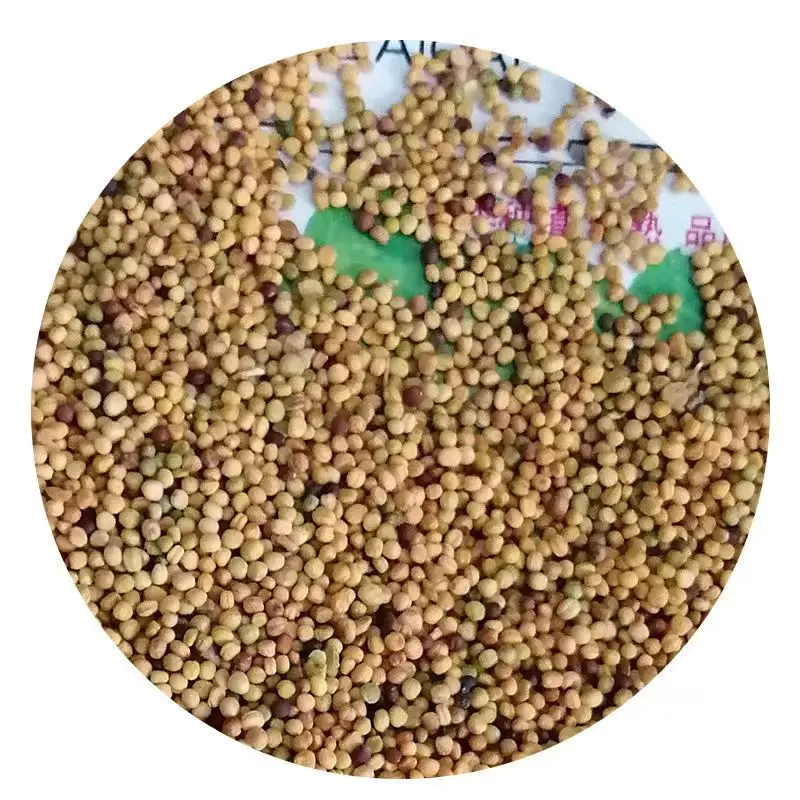 White Rapeseed Soybean Meal for Animal Feed Dried Powdered High-Protein Fish Pig Cattle Horse Maize Grain Variety Yellow Corn