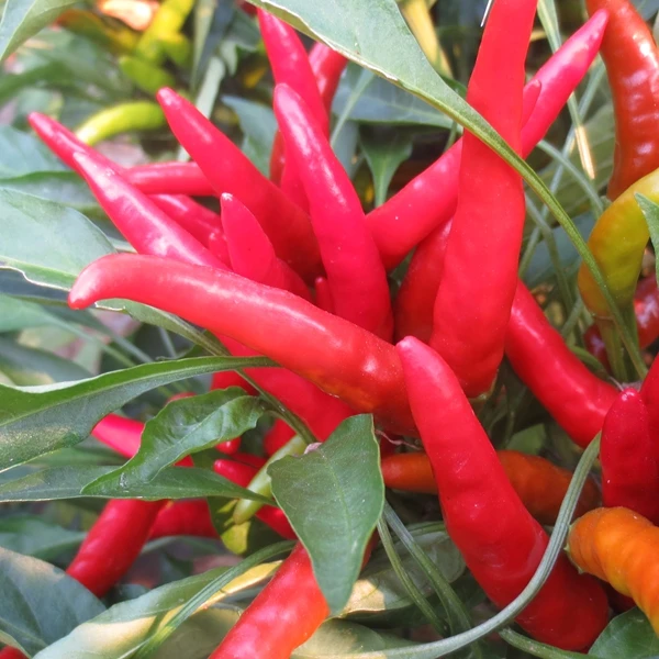 HACCP HALAL certificate shredded red pepper chili thread