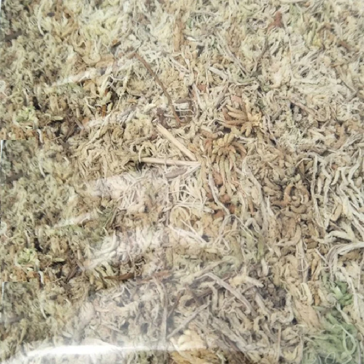Sphagnum moss sphagnum moss bulk for orchid pots dry dried green forest moss for plant