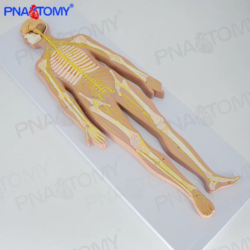 Human Nervous System Anatomical Model Brain Anatomy Spine and Skeleton Nerves Educational Equipment Medical Sciences