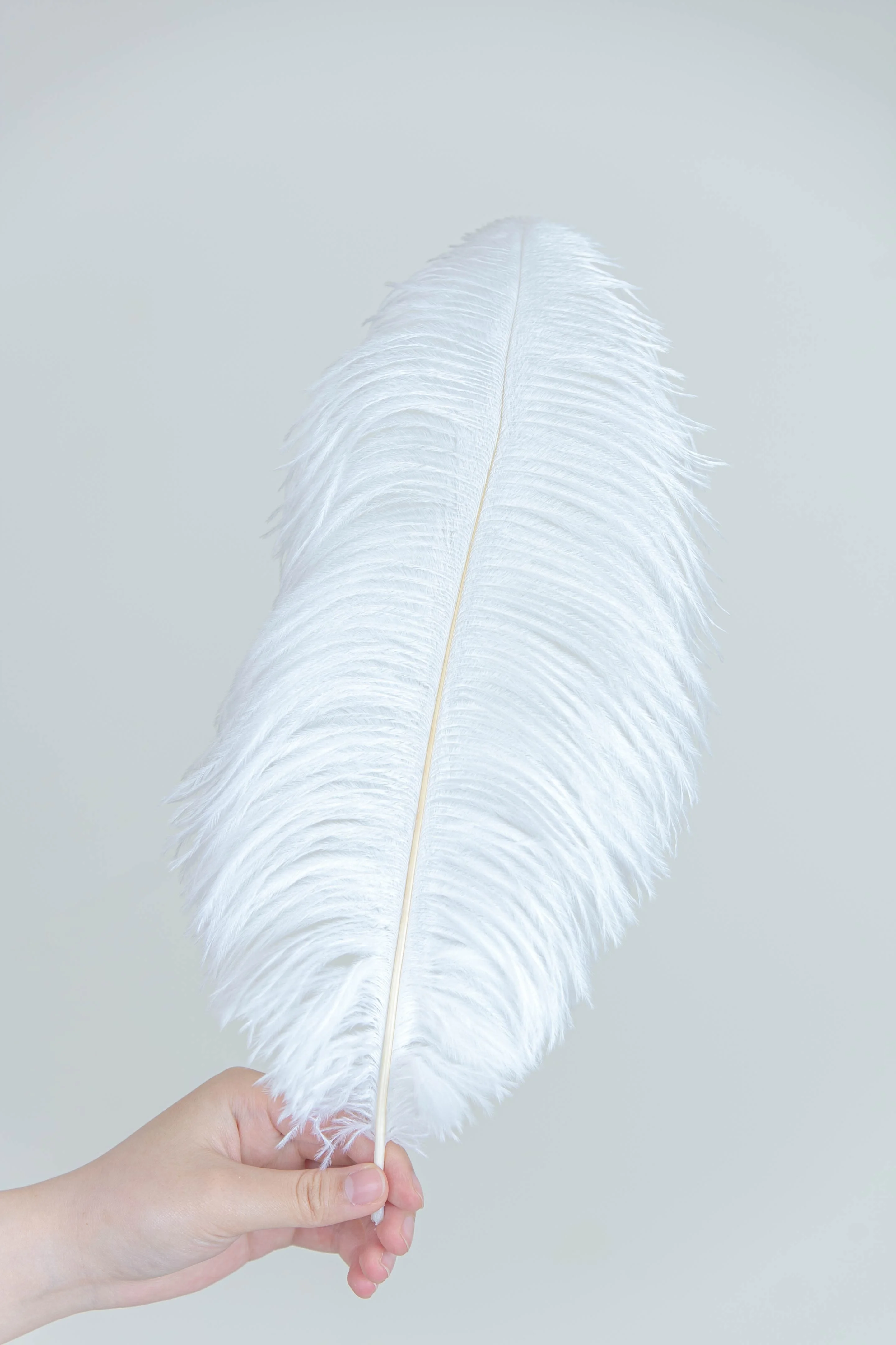 Wholesale Natural Ostrich Feathers for DIY & Decorations Gorgeous Hot-Selling Feathers  Christmas & Graduation