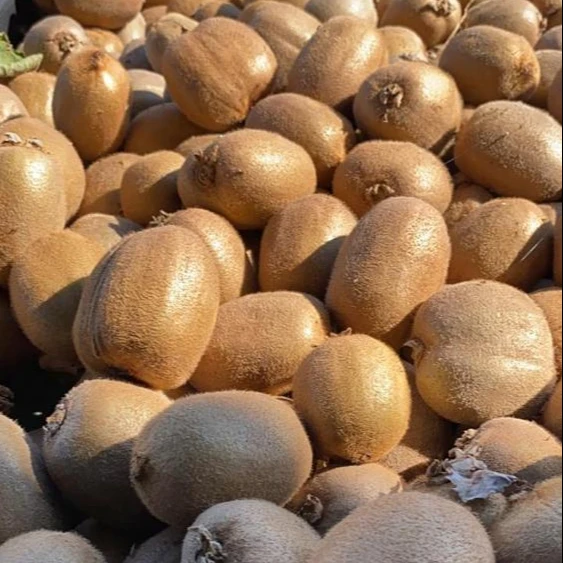 Premium Fresh Green Kiwifruit Organic Standard green kiwi fruit