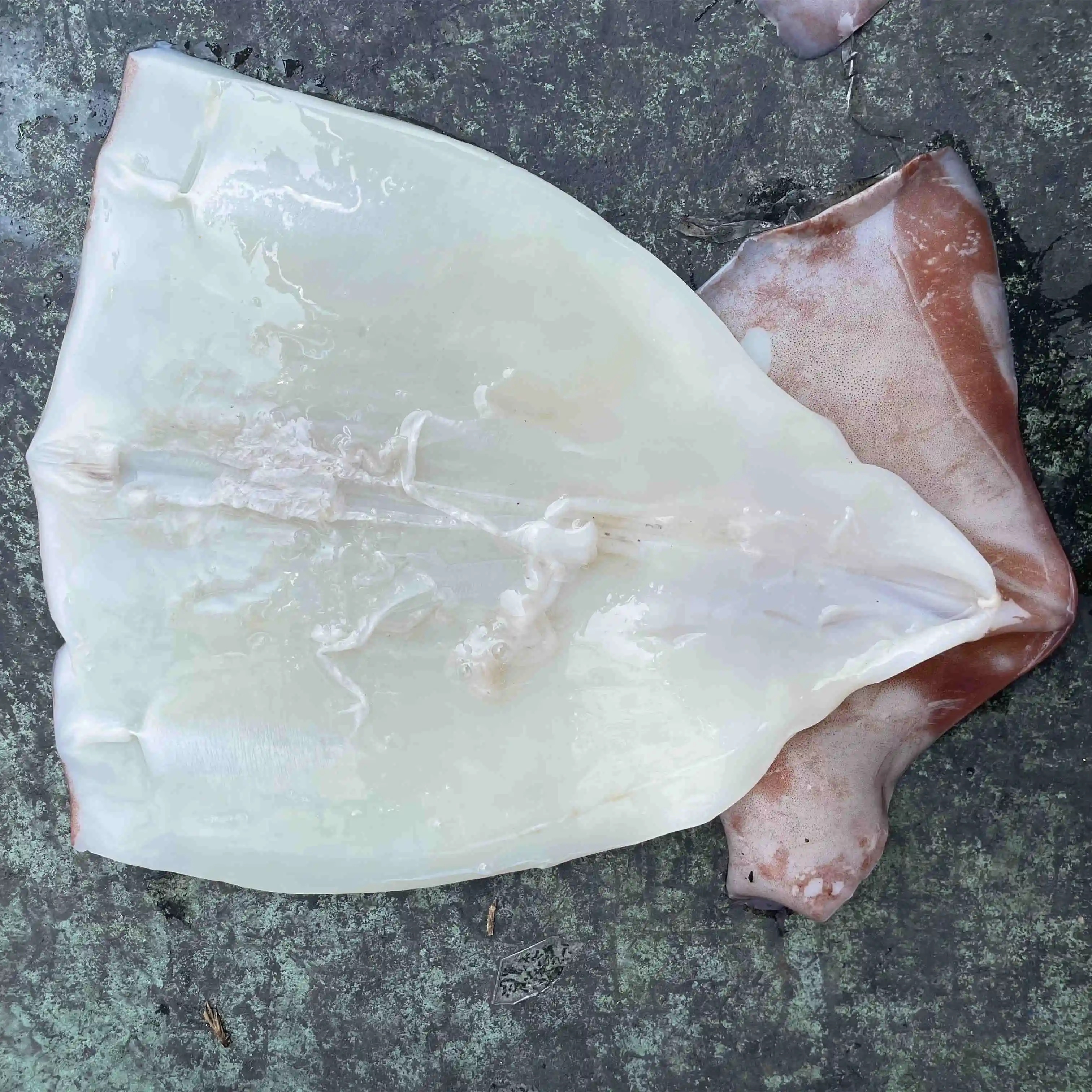 Замороженный экватор кальмар, цельный круглый детский кальмар wr