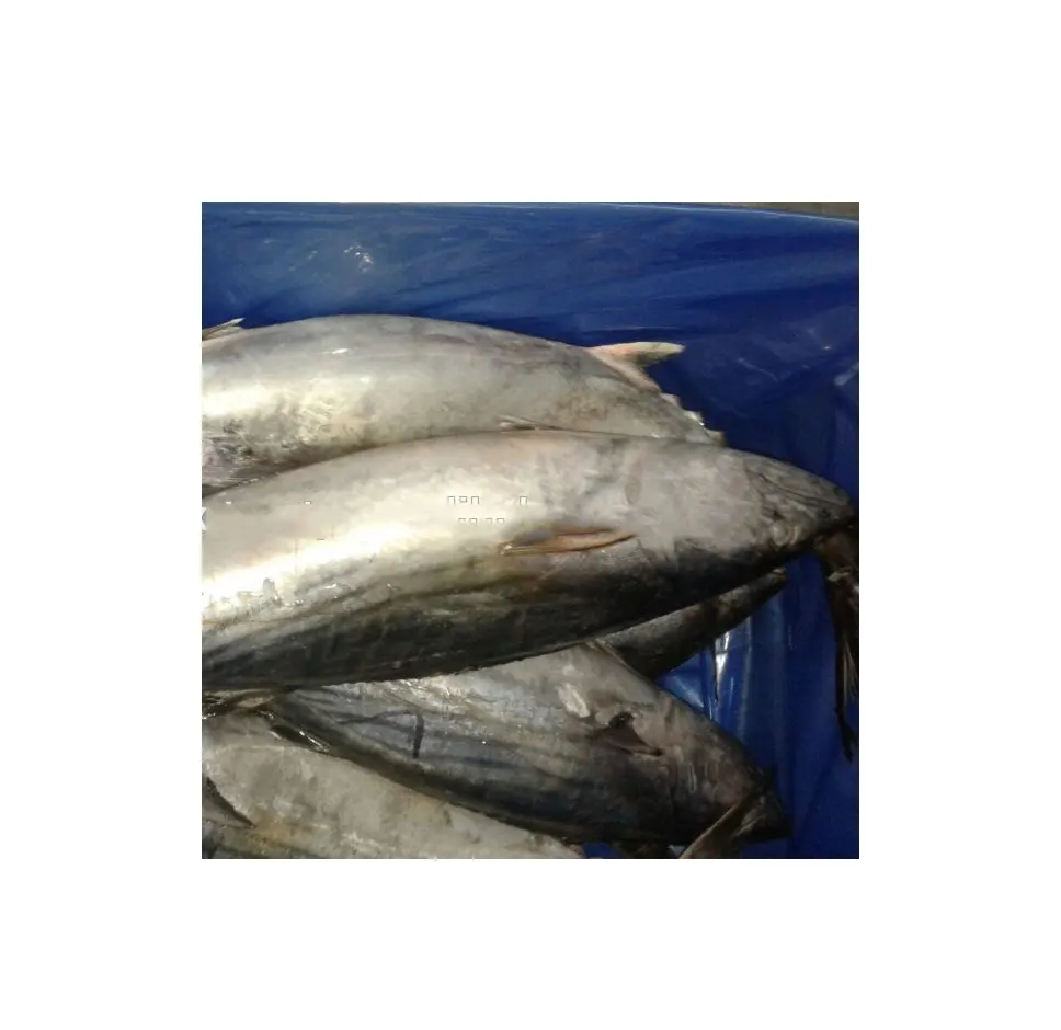 
Hot Selling High Quality olig frozen bonito tuna for wholesale 