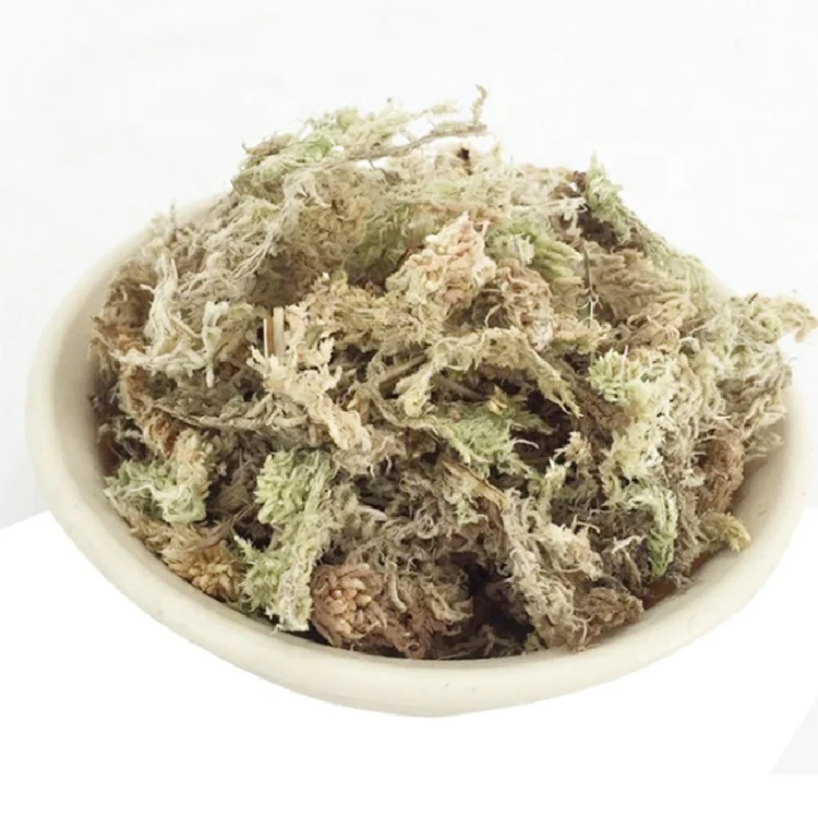 Sphagnum moss sphagnum moss bulk for orchid pots dry dried green forest moss for plant