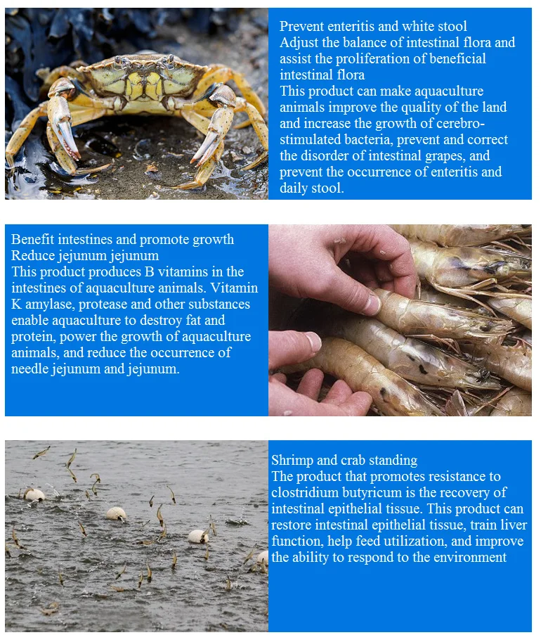 Aquaculture Fish Shrimp Purify Water Improve Water Quality Reduce Nitrite Clostridium Butyricum