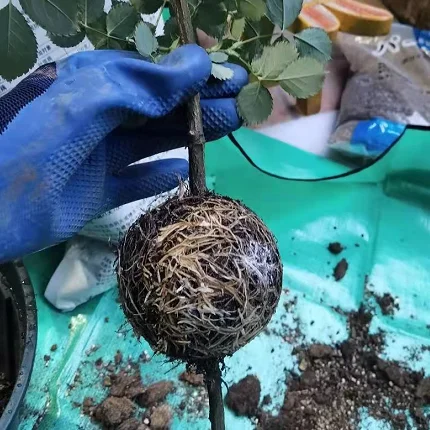 Reusable garden planting rooting ball grafting rooting growing box