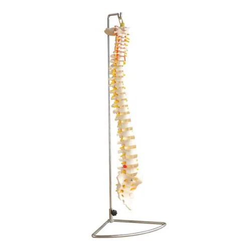 Заводского изготовления, MKR-104C медицинский анатомические модели с цветными костей