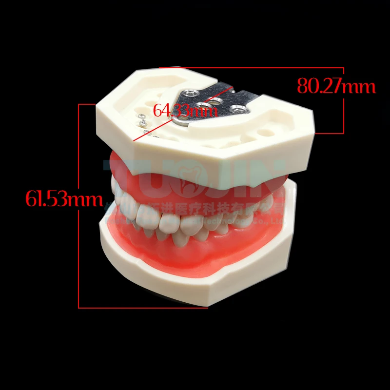 Dental Teeth Model For Dental Technician Practice Training Studyting Dentistry Typodont Models With Removable Tooth 28pcs Model
