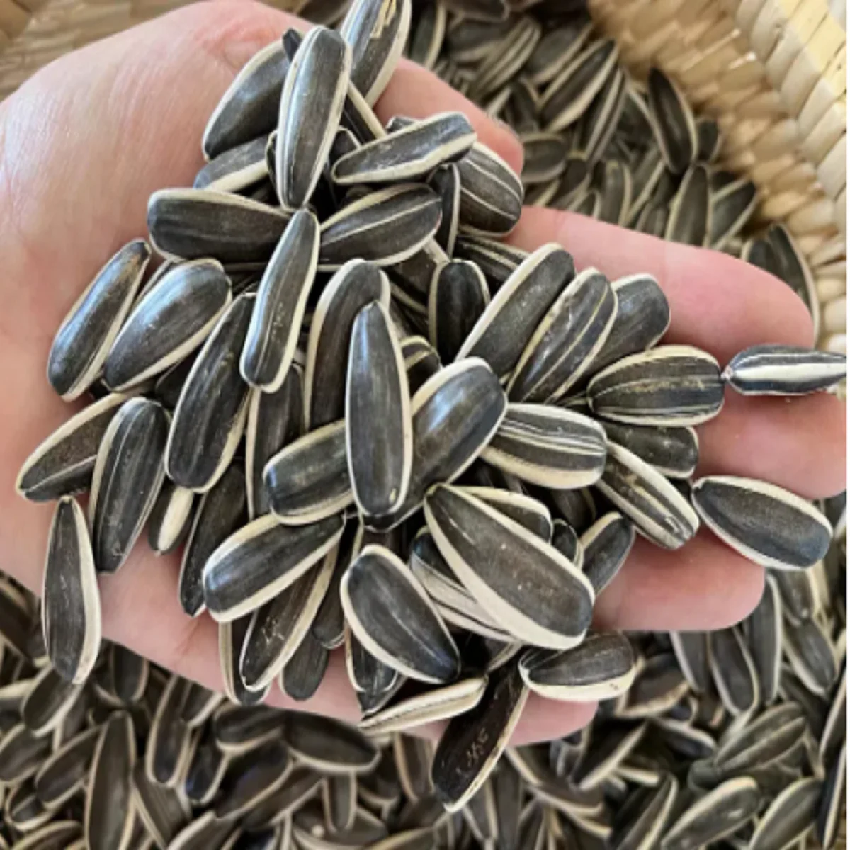 Chinese Factory Wholesale Sunflower Seeds High Quality Sunflower Seed Ton Price