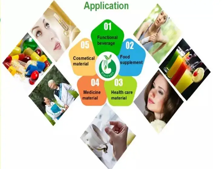 Dried Herbal Root Panax Ginseng Extract Powder