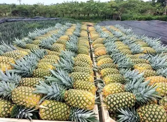  Свежий ананас MD2