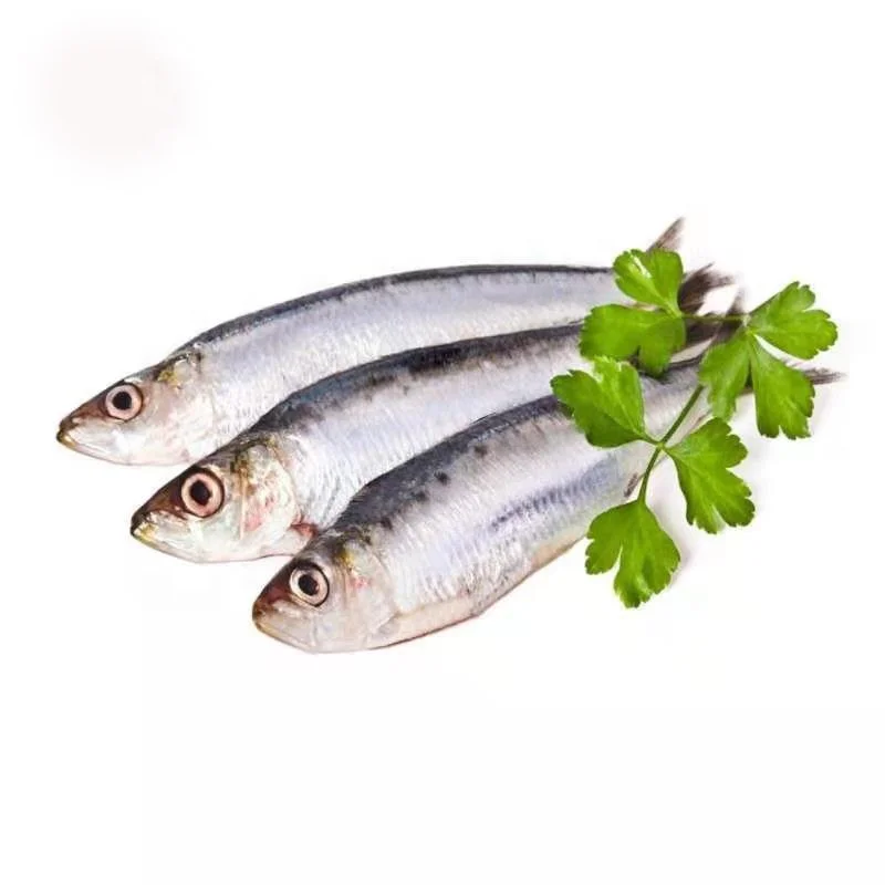 Good quality frozen sardine bait tuna fishing