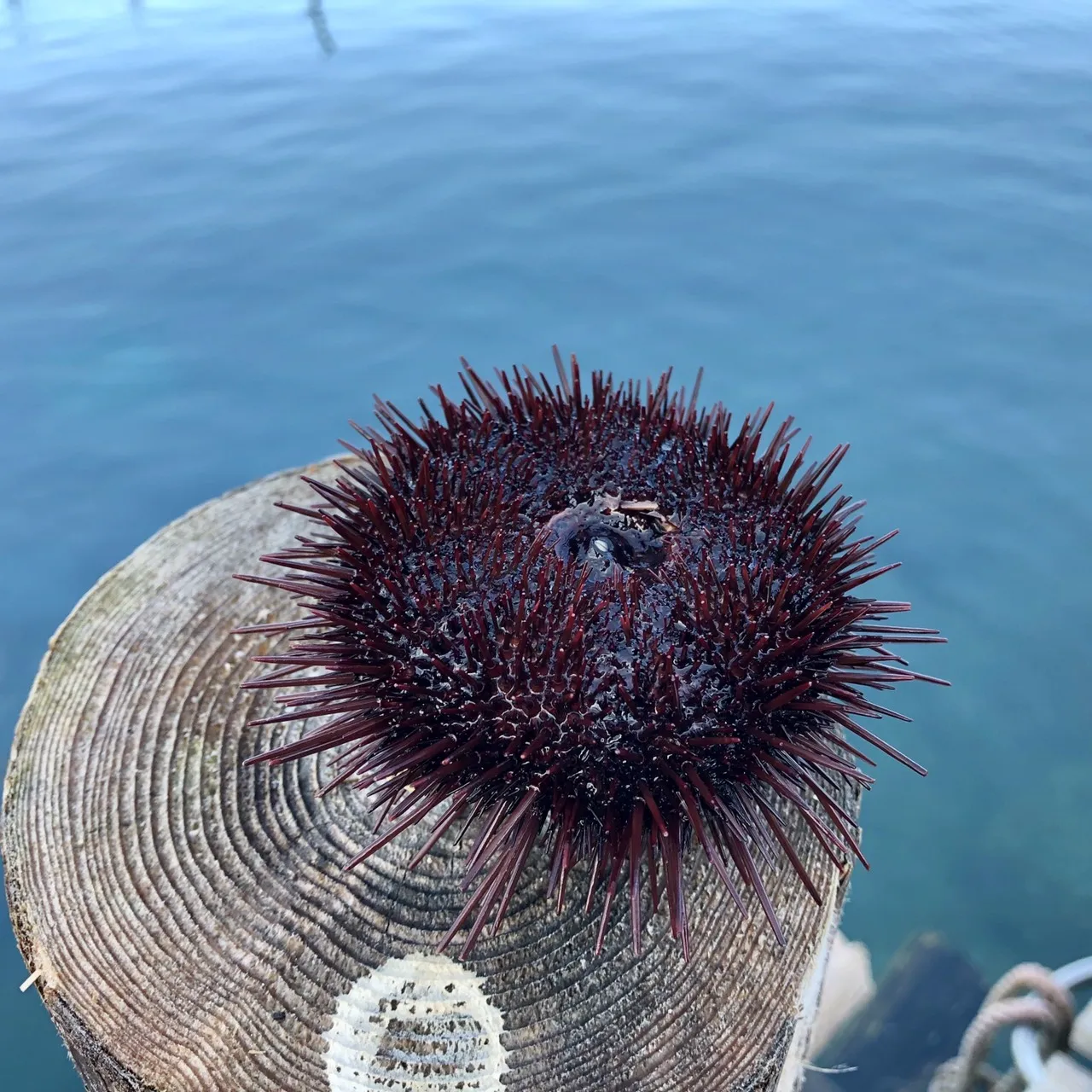 
Japan processed wholesale vacuum just-caught red fresh sea urchin 